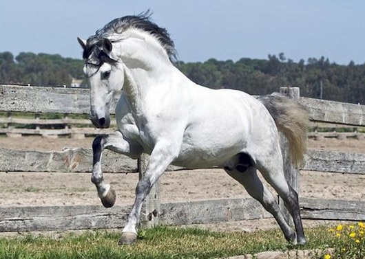 caballo_purasangre_espanol-camadas